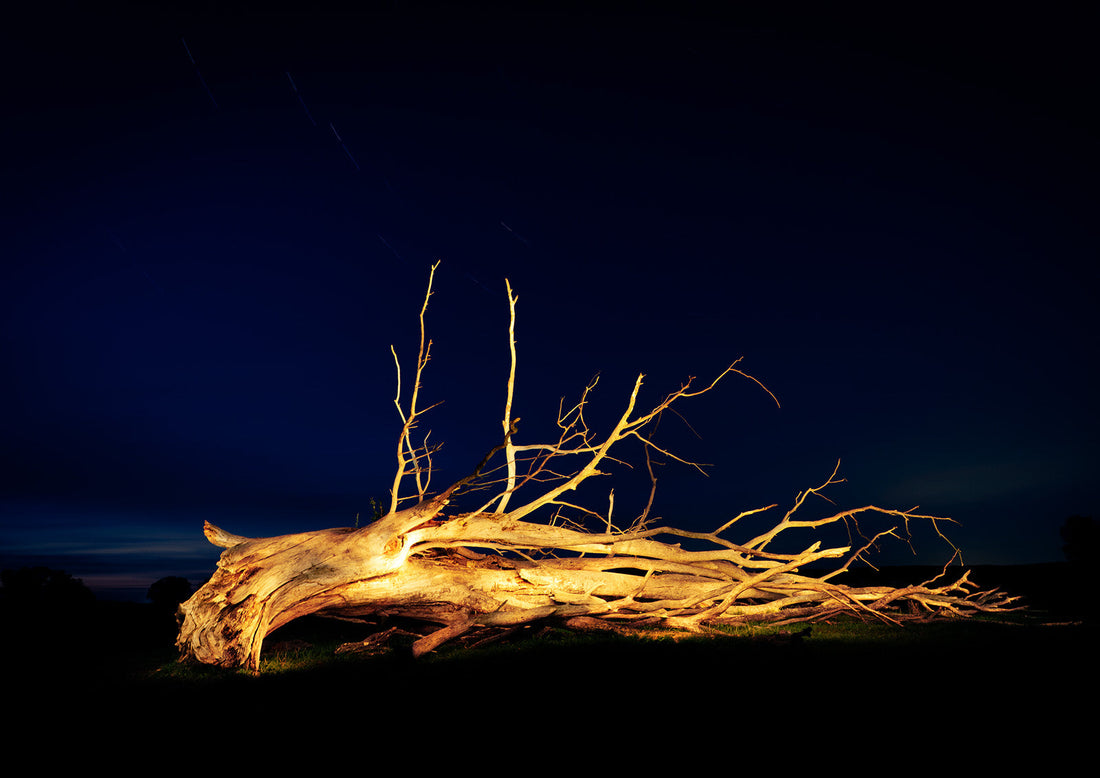 A fallen colossus of a tree in Güstebieser Loose