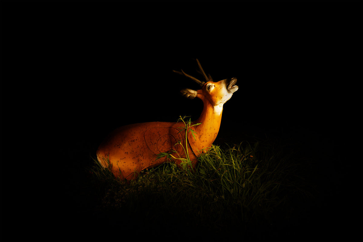 Animals at Night