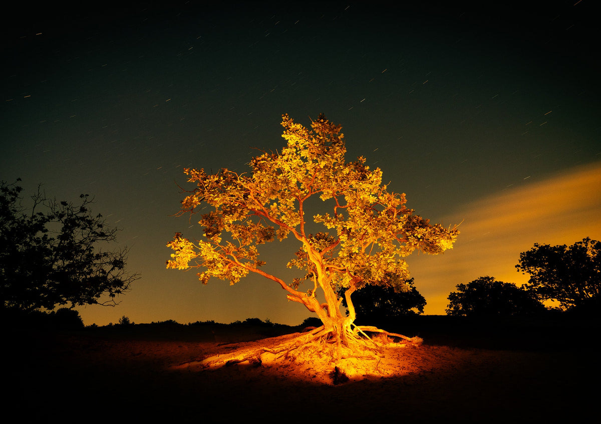Four Seasons