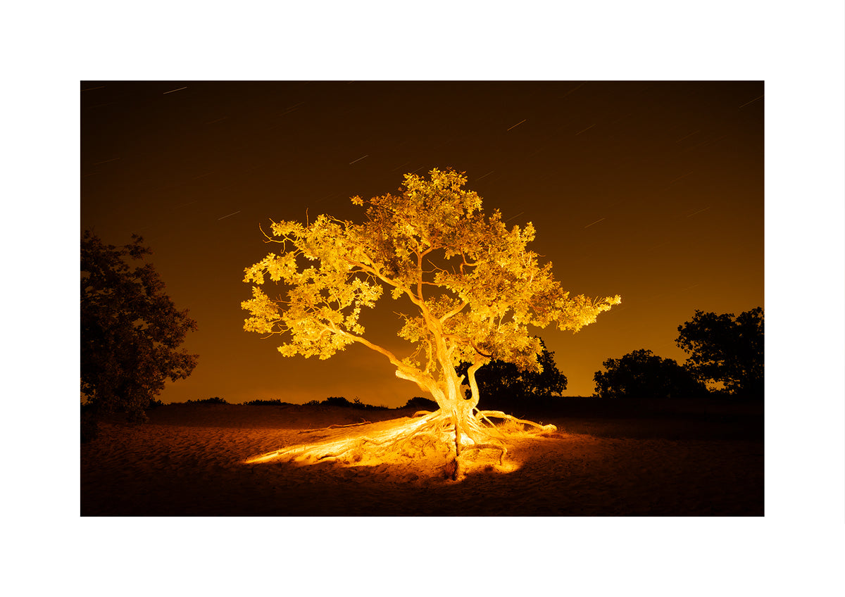 A gnarly crippled oak in the Schoorl Dunes in autumn