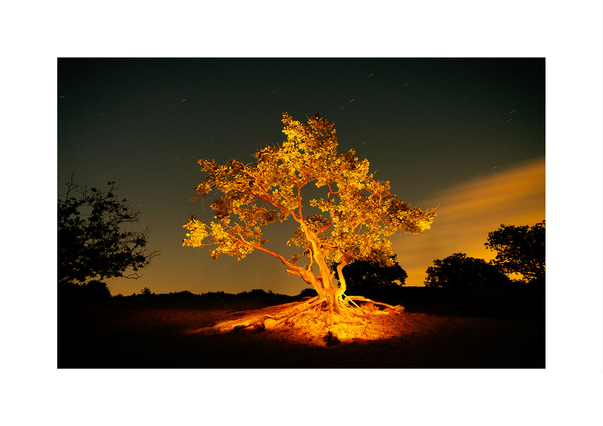 A gnarly crippled oak in the Schoorl Dunes in spring