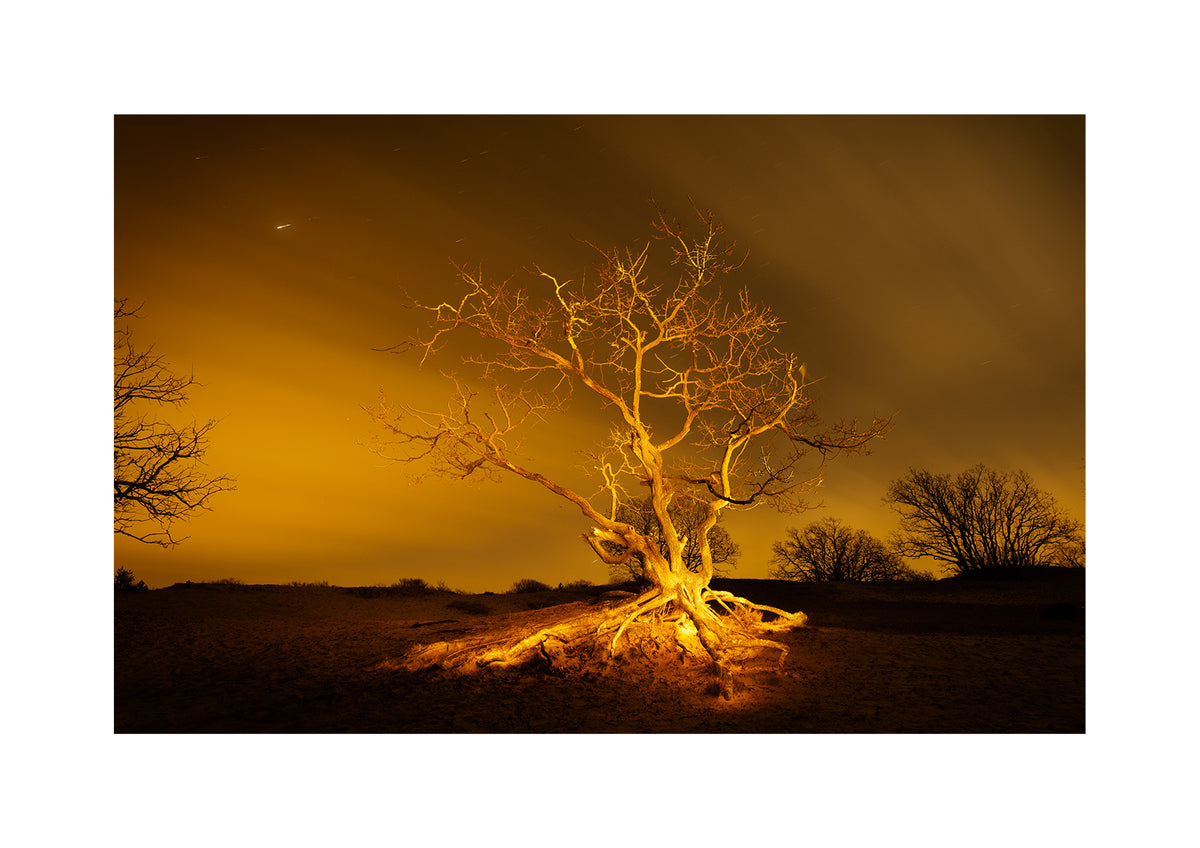 A gnarly crippled oak in the Schoorl Dunes in winter