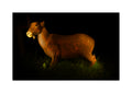A rustic bow and arrow track target standee illuminated from within, showing a weathered orange-brown surface with a small lit muzzle and dark legs, set against a black background with grass at the base.
