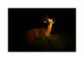 A mounted deer bow and arrow tracki target with small antlers, displayed in a naturalistic pose on dark grass against a solid black background.