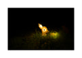 A glowing bow and arrow track target, sitting in dark grass at night with its eyes illuminated, framed by a white border.