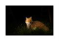 A bow and arrow track target fox figurine or sculpture lying in grass at night, illuminated by a focused light against a dark outdoor background.