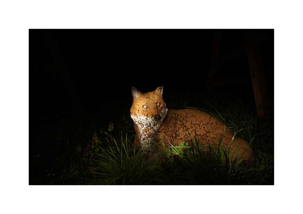 A bow and arrow track target fox figurine or sculpture lying in grass at night, illuminated by a focused light against a dark outdoor background.