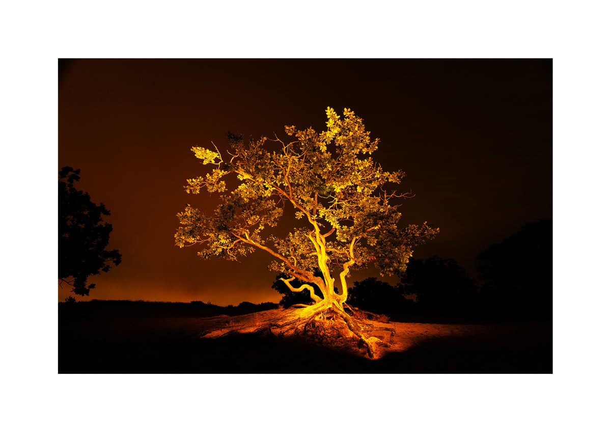 A gnarly wind-bent crippled oak in the Schoorl Dunes