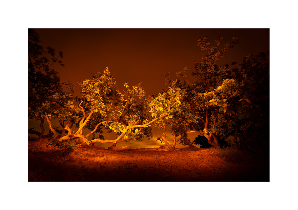 A group of gnarly wind-bent crippled oaks in the Schoorl Dunes