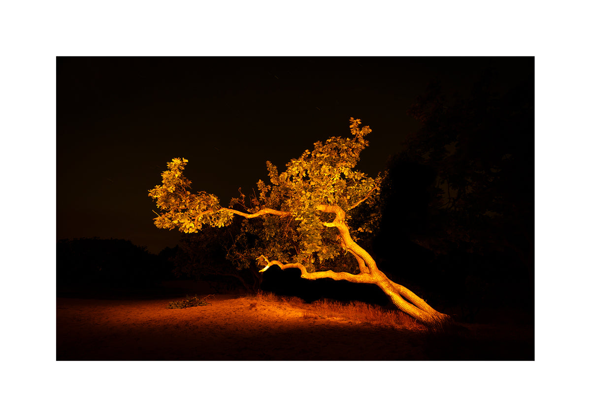 A gnarly wind-bent crippled oak in the Schoorl Dunes