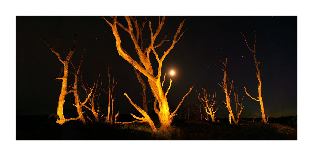A dramatic night landscape photograph showing several bare, glowing orange trees against a dark sky with a bright moon near Schoorl Zeeweg in the Schoorl Dunes Nature Reserve in North Holland