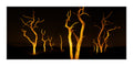 A dramatic landscape photograph of bare, glowing trees at night  near Schoorl Zeeweg in the Schoorl Dunes Nature Reserve in North Holland