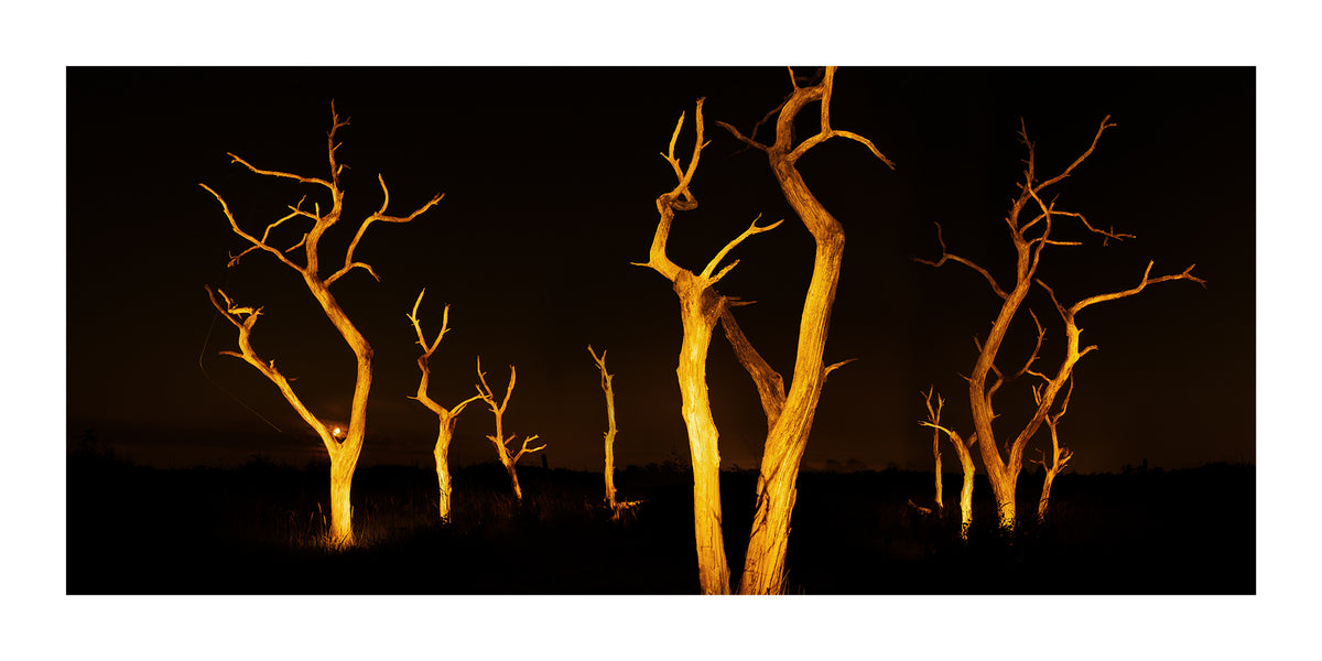 A dramatic landscape photograph of bare, glowing trees at night  near Schoorl Zeeweg in the Schoorl Dunes Nature Reserve in North Holland