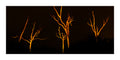 A panoramic art print depicting bare, glowing orange-brown trees against a solid black night sky  near Schoorl Zeeweg in the Schoorl Dunes Nature Reserve in North Holland