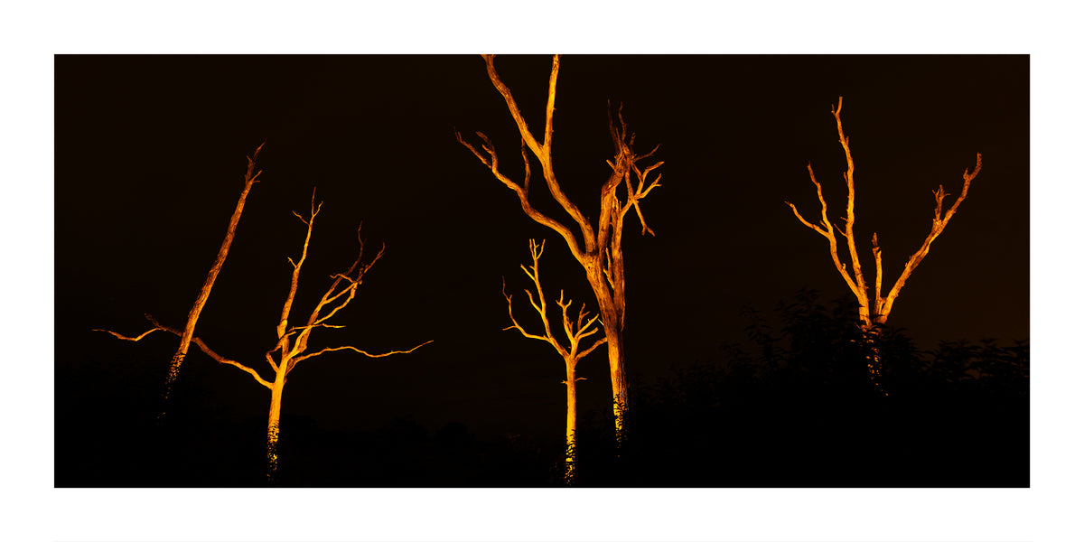 A panoramic art print depicting bare, glowing orange-brown trees against a solid black night sky  near Schoorl Zeeweg in the Schoorl Dunes Nature Reserve in North Holland