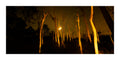 A dark forest at night with illuminated, glowing tree trunks under a warm golden sky  near Schoorl Zeeweg in the Schoorl Dunes Nature Reserve in North Holland