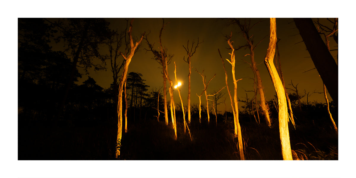 A dark forest at night with illuminated, glowing tree trunks under a warm golden sky  near Schoorl Zeeweg in the Schoorl Dunes Nature Reserve in North Holland