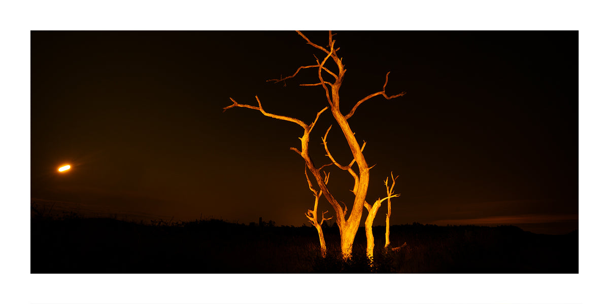 A dramatic photograph of bare, glowing orange trees at night against a dark sky near Schoorl Zeeweg in the Schoorl Dunes Nature Reserve in North Holland