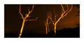 Four bare trees illuminated with warm golden light against a dark night sky, with silhouetted ground and shrubs in the foreground near Schoorl Zeeweg in the Noord Holland Dune Reserve.