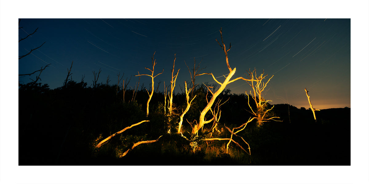A long-exposure night sky photograph showing star trails and a cluster of bare tree trunks glowing warm yellow-orange against a dark blue sky near Schoorl Zeeweg in the Noord Holland Dune Reserve.