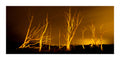 A landscape photograph of bare, silhouetted trees against a glowing golden-orange sky at night near Schoorl Zeeweg in the Noord Holland Dune Reserve.