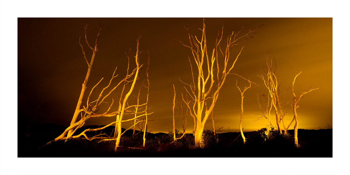 A landscape photograph of bare, silhouetted trees against a glowing golden-orange sky at night near Schoorl Zeeweg in the Noord Holland Dune Reserve.