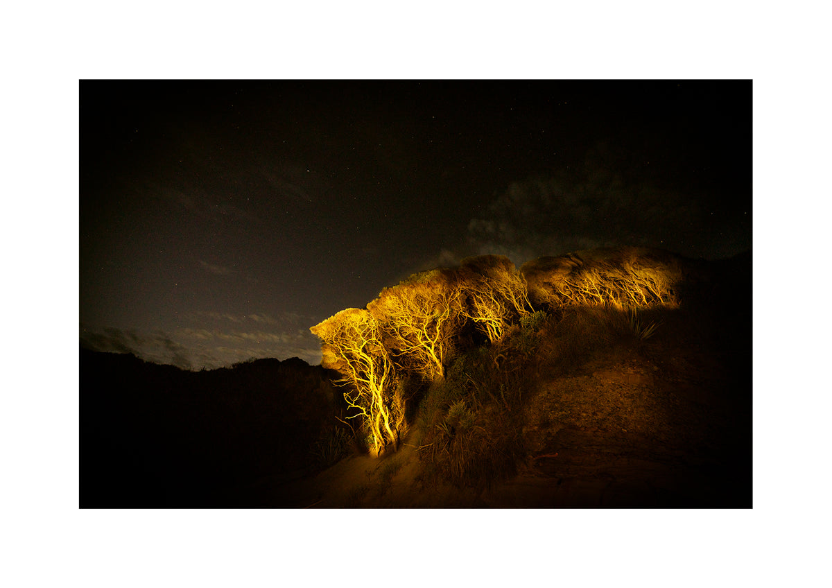 This group of Pohutukawas is clinging to a hill at the south end of Wharariki Beach.