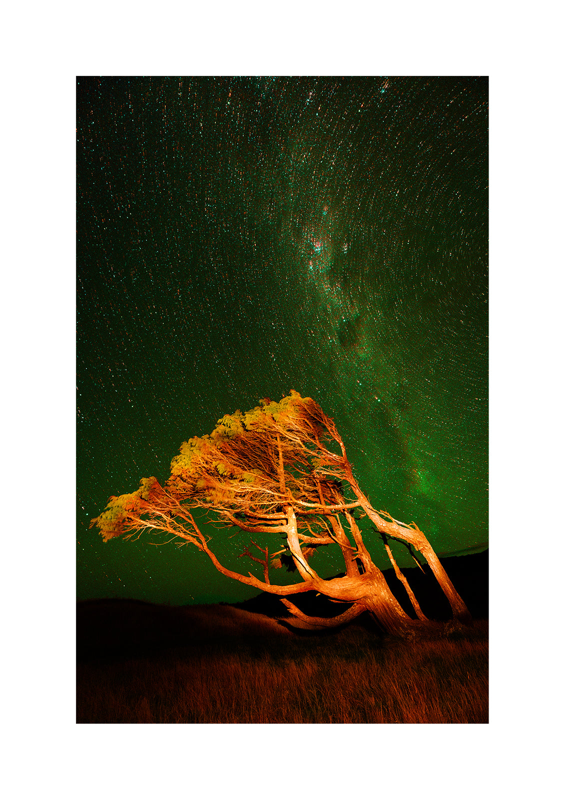 This group of Pohutukawas has been bent by winds constantly blowing from the same direction, somewhere near the Puponga Farm hill track on the way to Wharariki Beach. Shot on a windy night in February 2026, under the faint glow of an Aurora Australis.