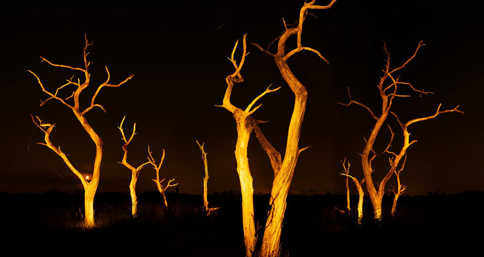 Ten trees at Schoorlse Zeeweg