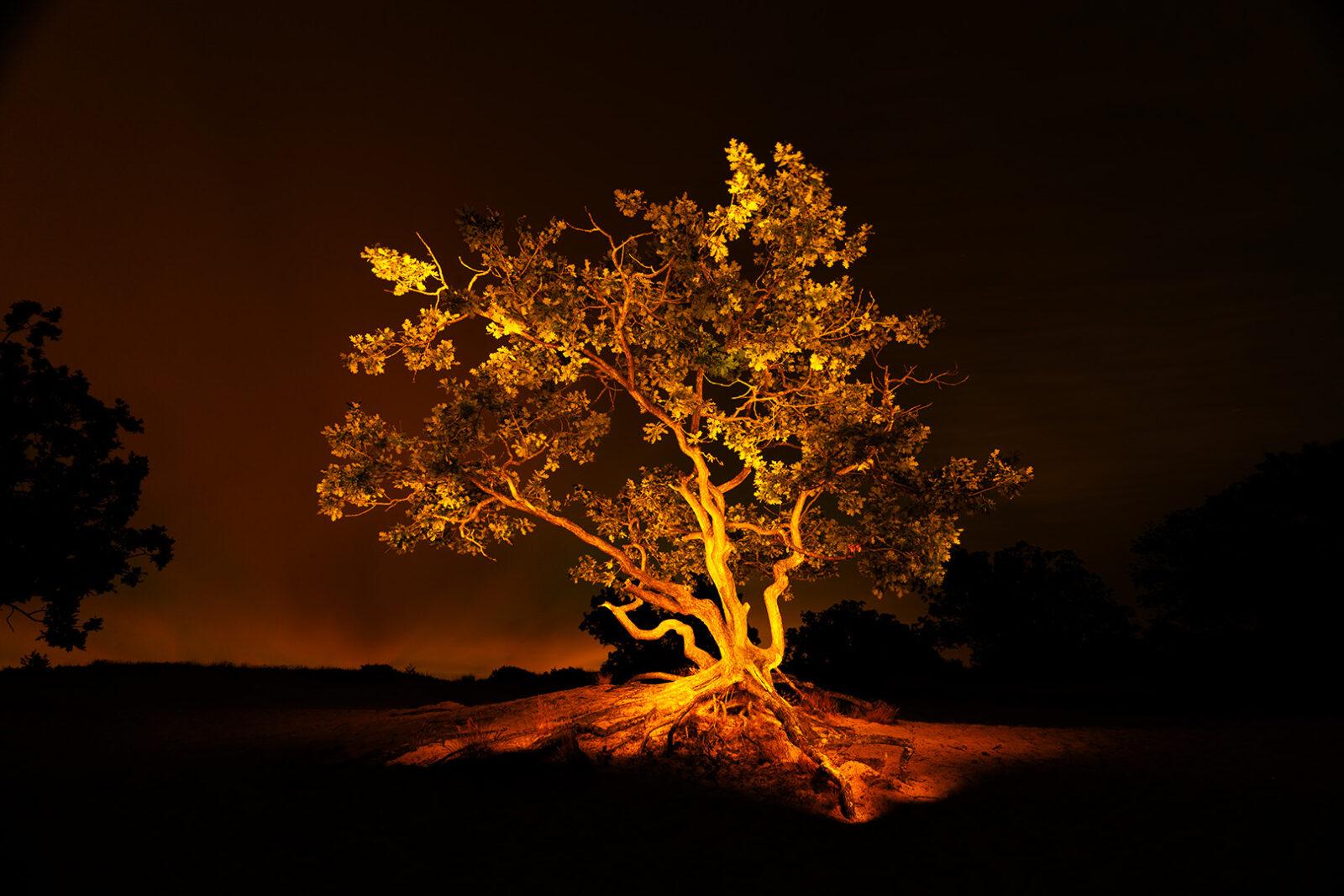 Crippled Oak 01 – Schoorlse Duinen | Martin Doerken