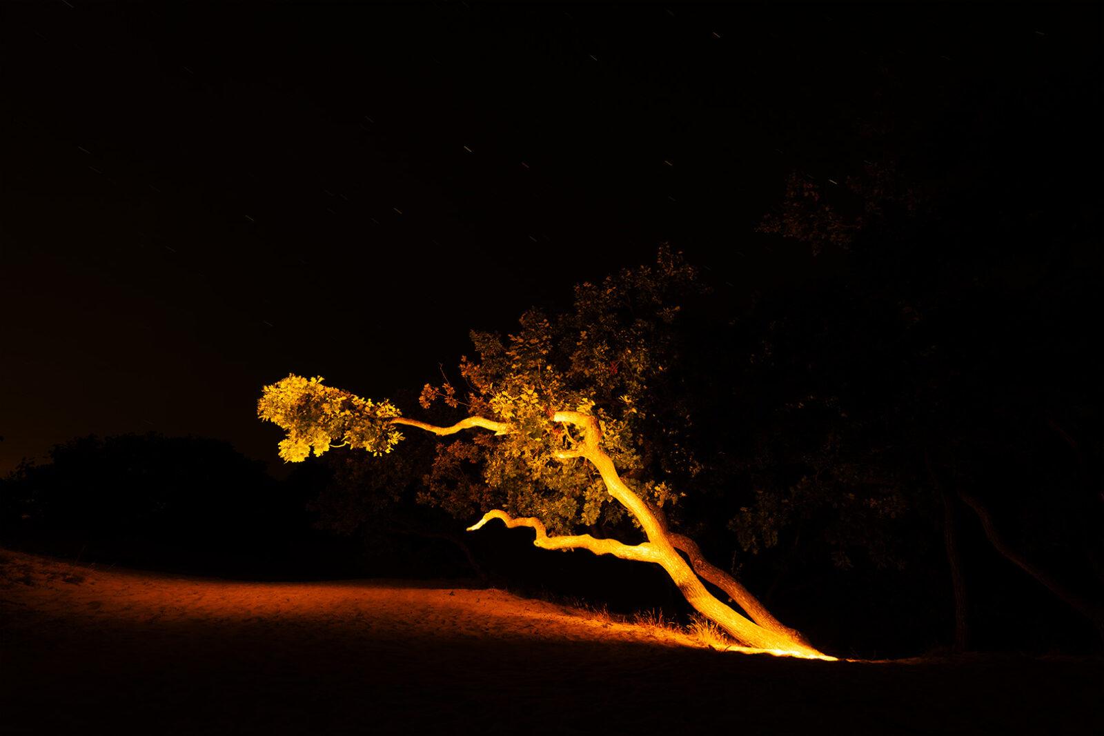 Crippled Oak revisited – Schoorlse Duinen | Martin Doerken