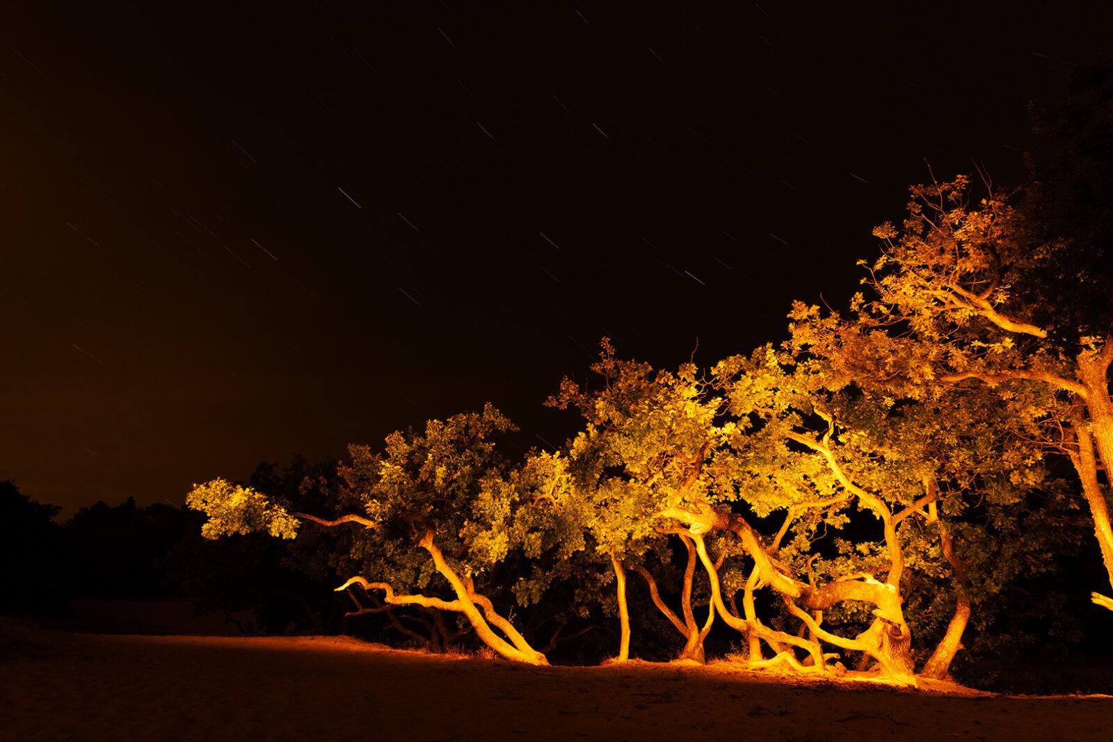 Crippled Oaks 04 – Schoorlse Duinen | Martin Doerken