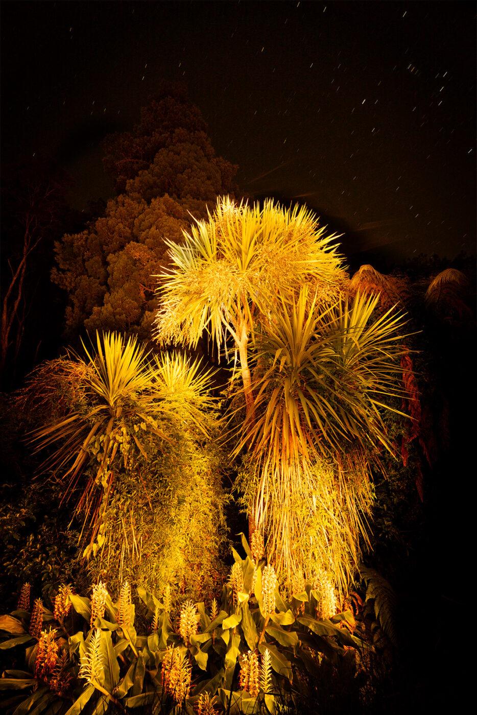 Cabbage Trees in Oratia