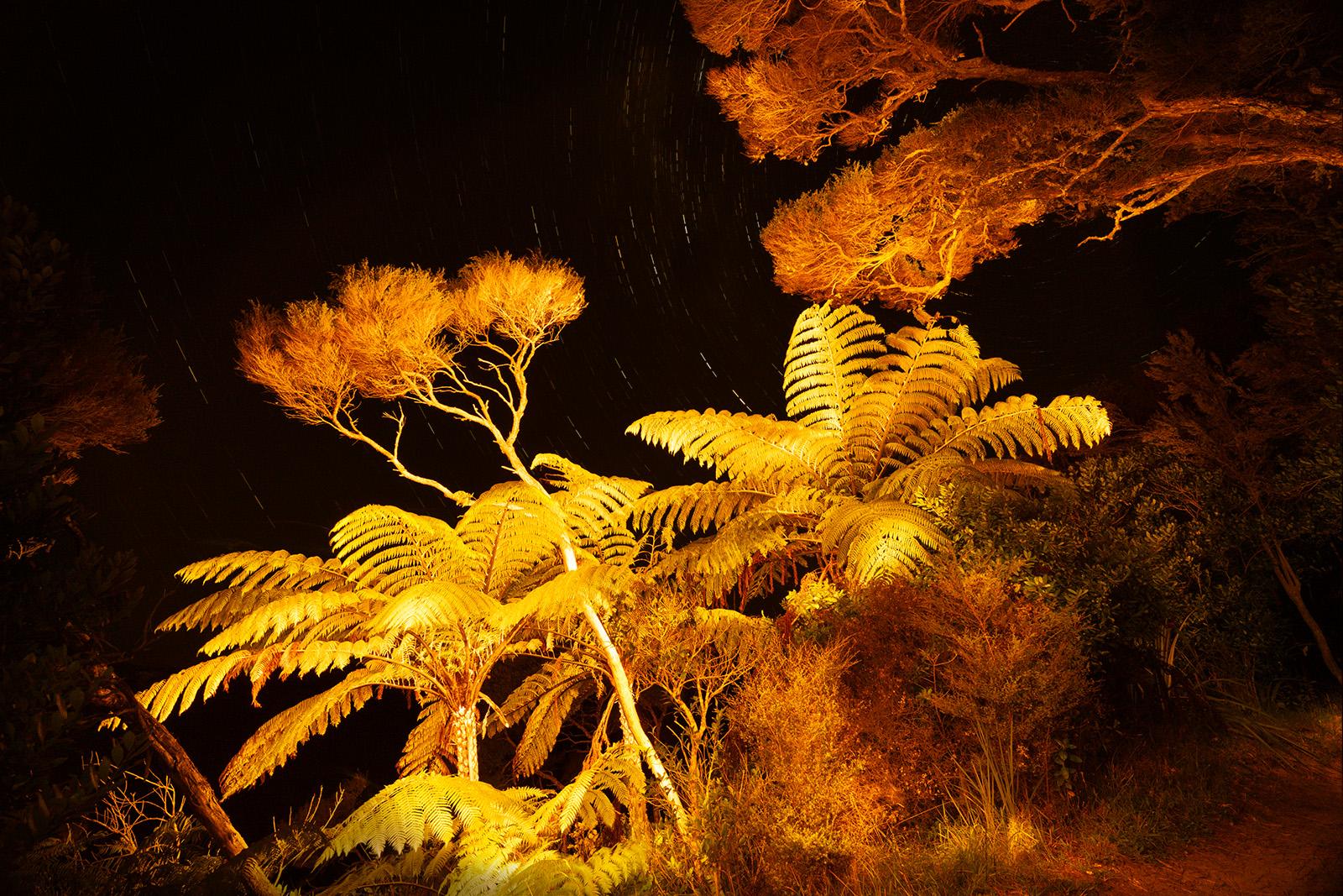 Wharariki Ferns and Pohutukawas