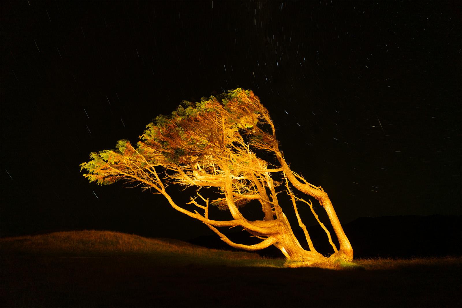 Windbent Pohutukawa tree in Wharariki