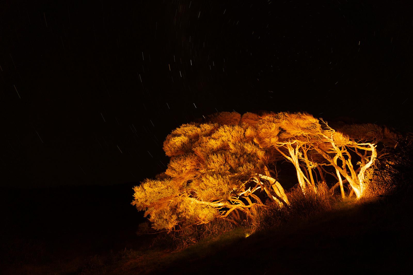 Windbent Pohutukawa trees in Wharariki
