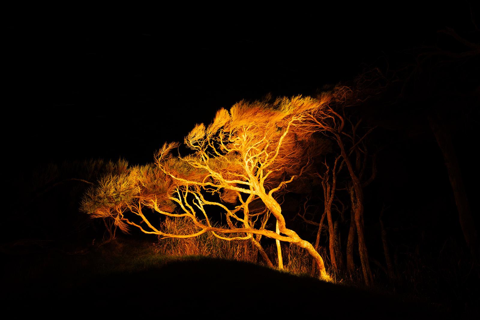 Gnarly Pohutukawa trees in Wharariki