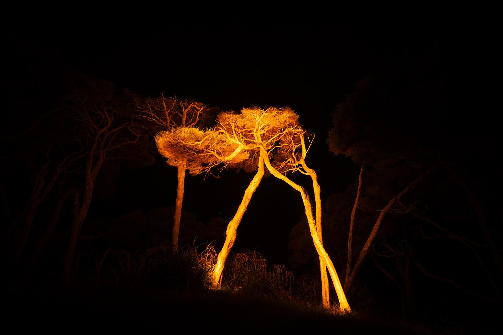 Gnarly Pohutukawa trees in Wharariki