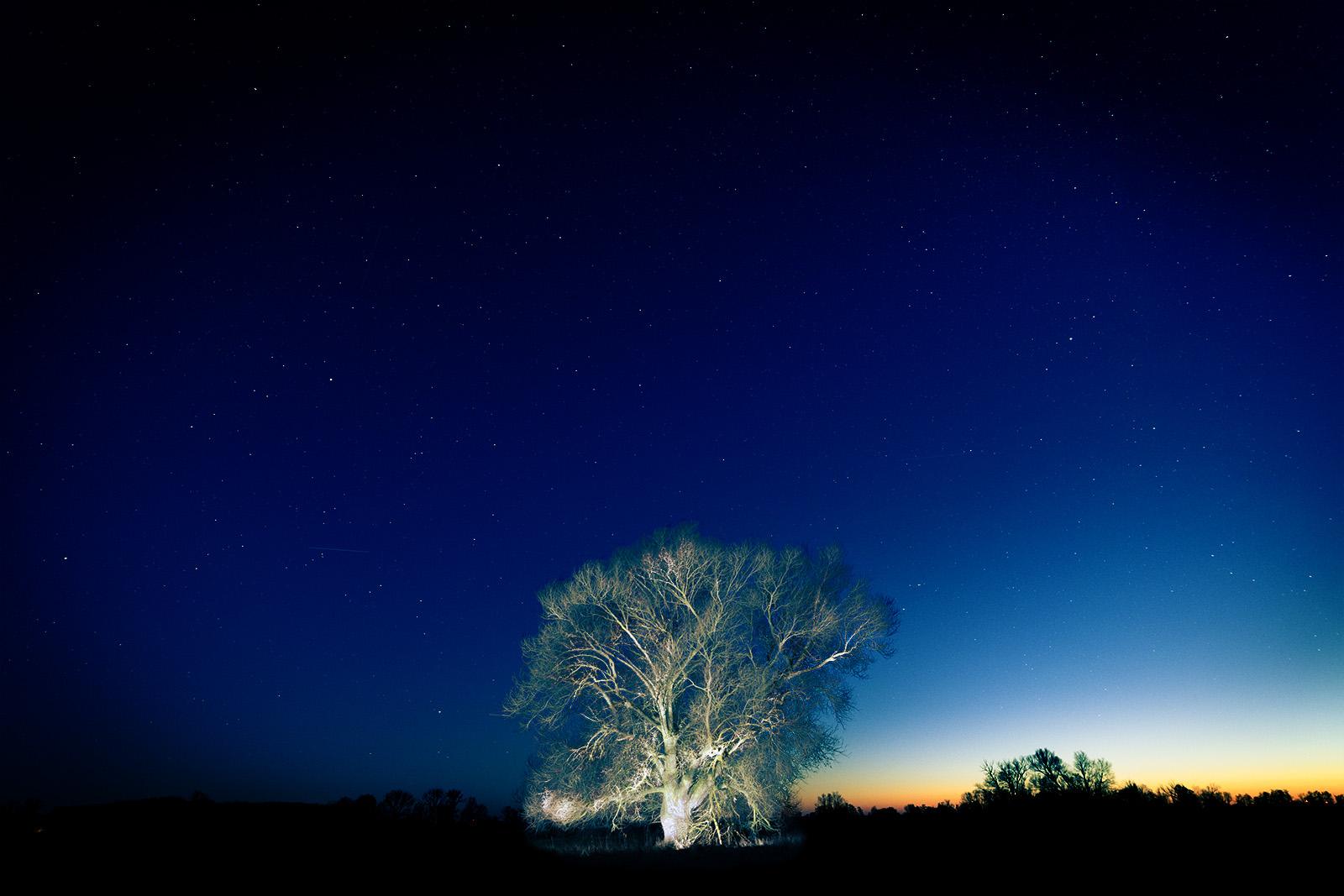A lone tree in a starry night in Güestebieser Loose