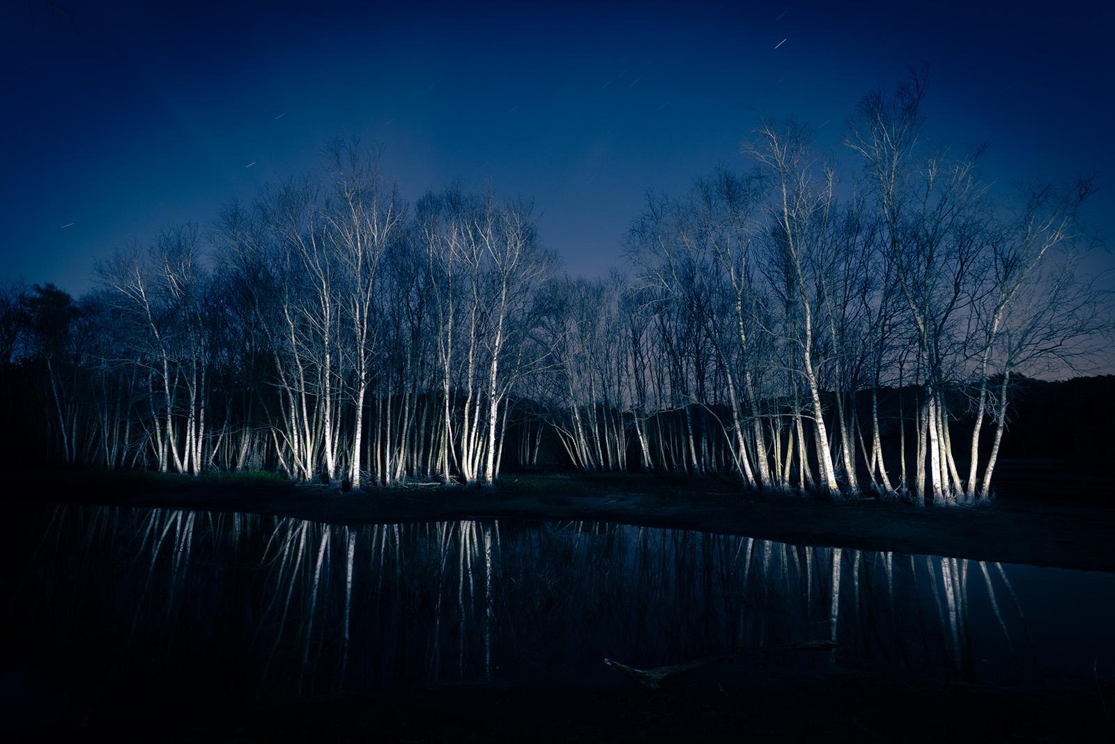Birch Trees in the Bergen Duinen near Het Woud
