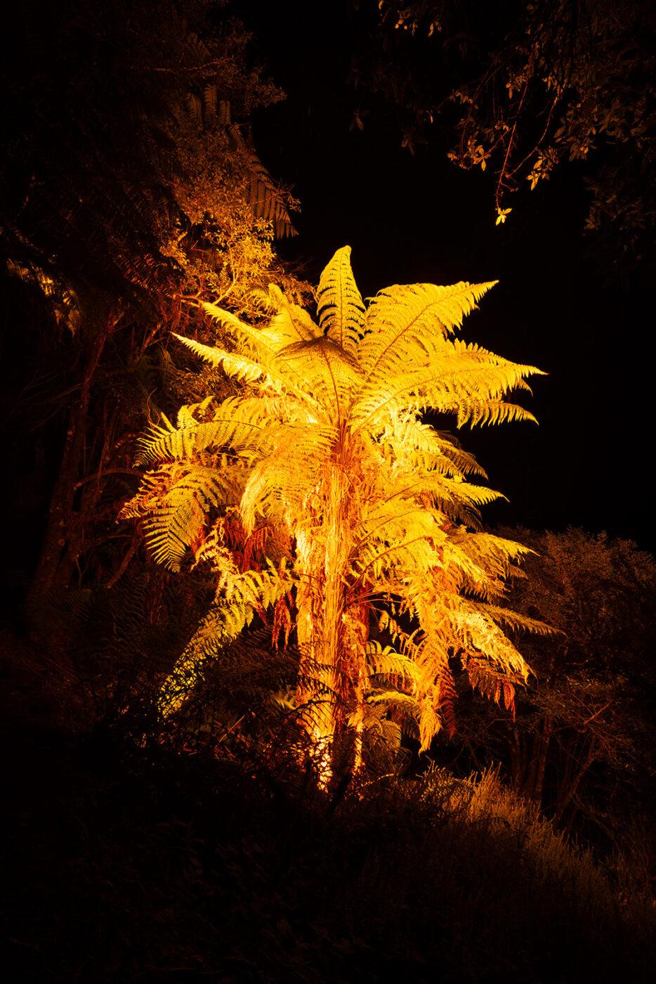 Gigantic Ferns in Manumea