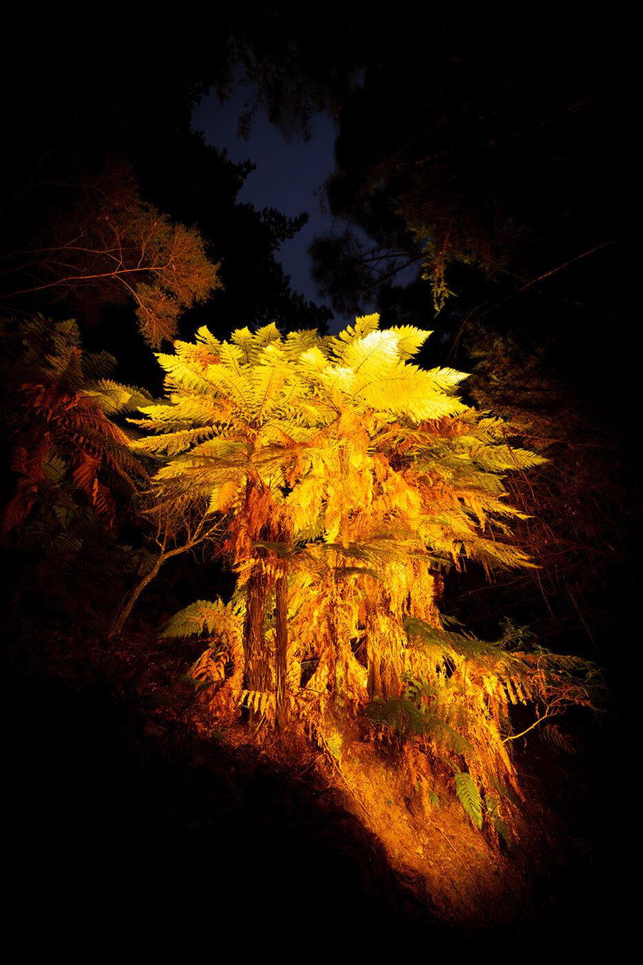 Gigantic Ferns in Manumea