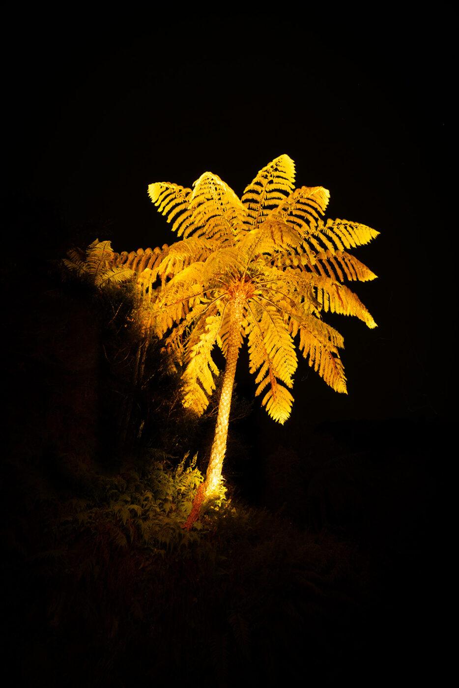 Gigantic Fern in Manumea