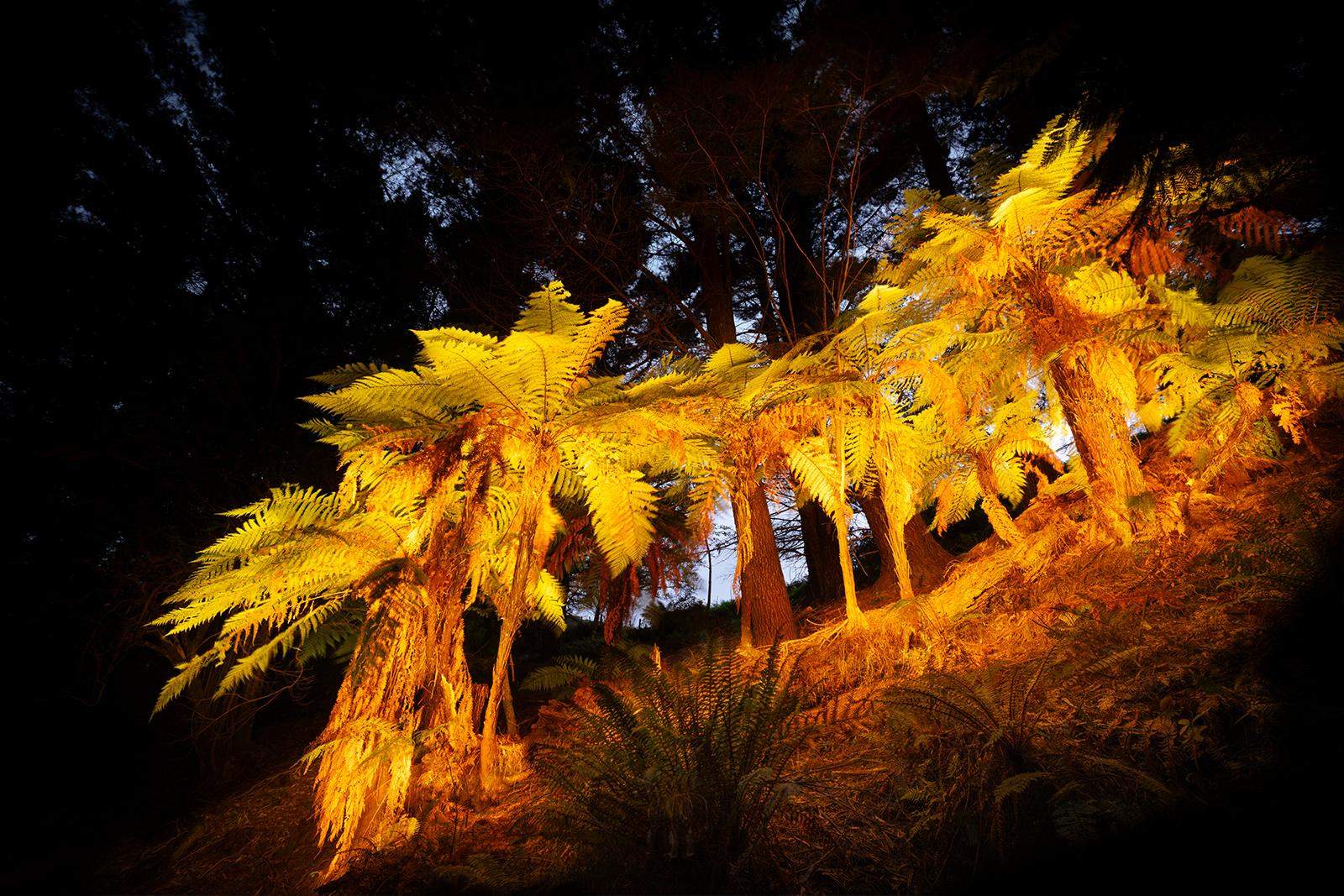 A group of Ferns growing out of a fallen tree in Manumea
