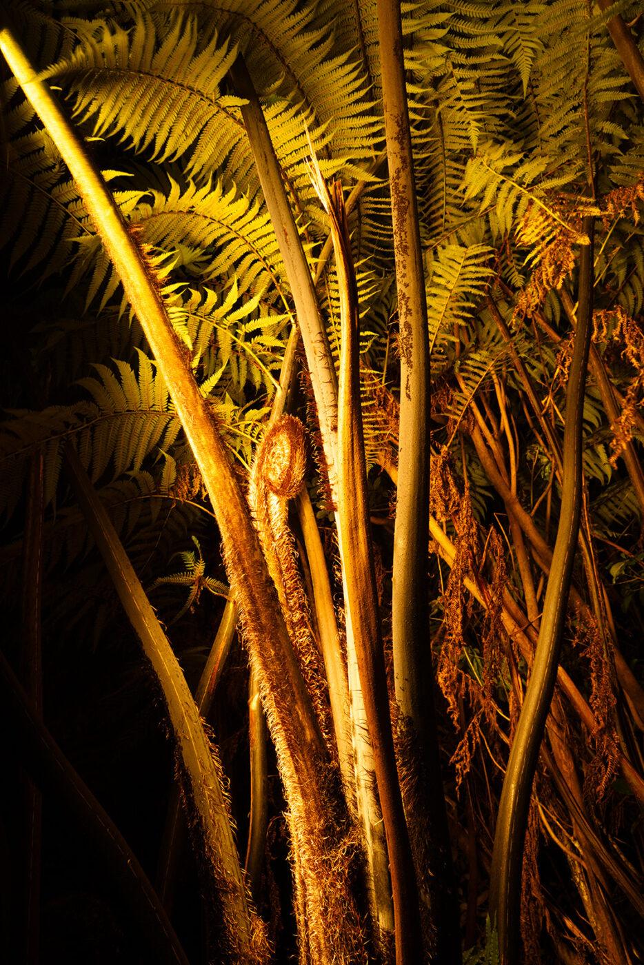 Ferns unfolding in Manumea