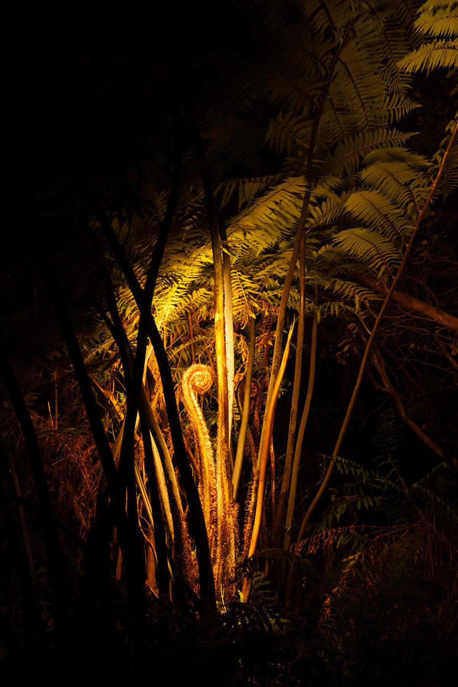 Ferns unfolding in Manumea