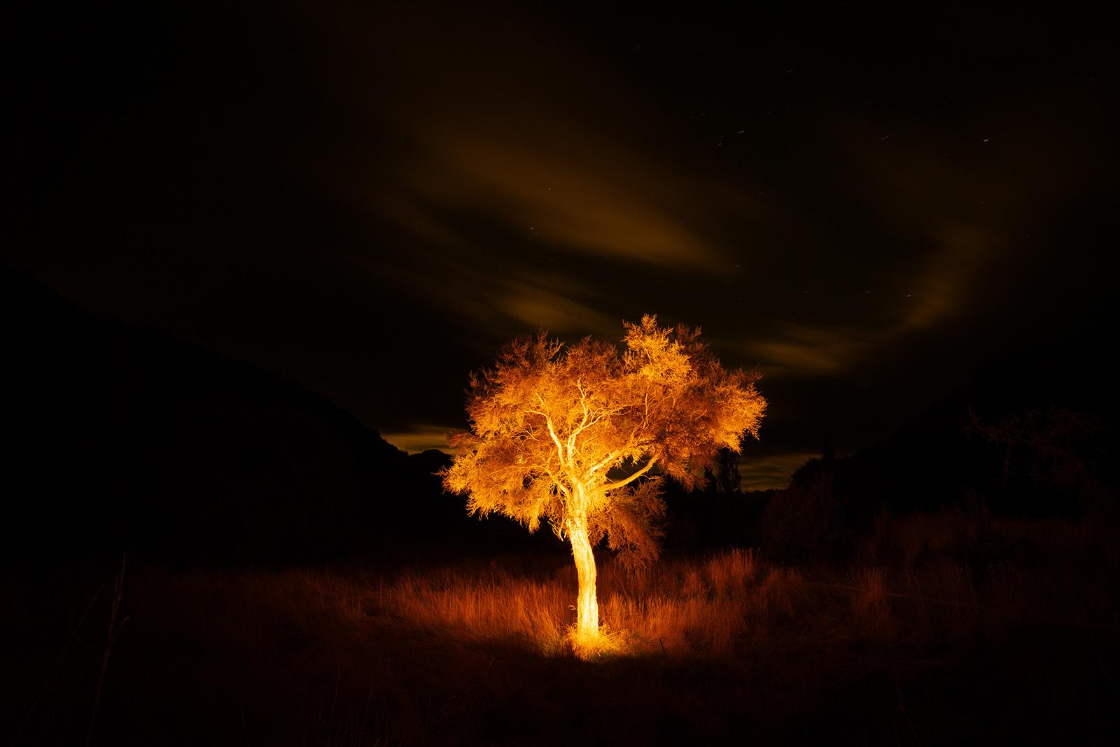 A Willow in Paradise