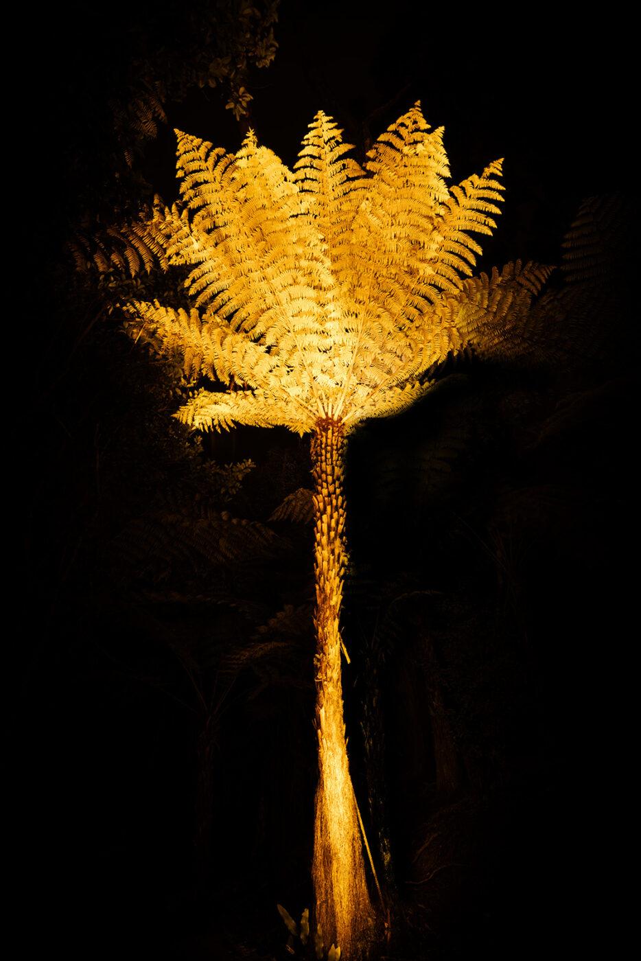 A tall Punga in Oratia