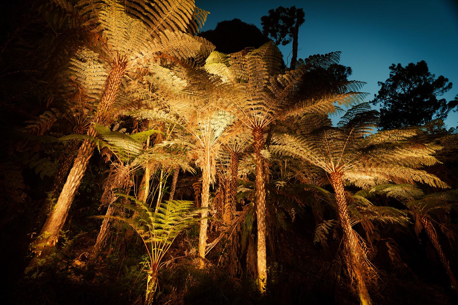 A group of Pungas in Oratia