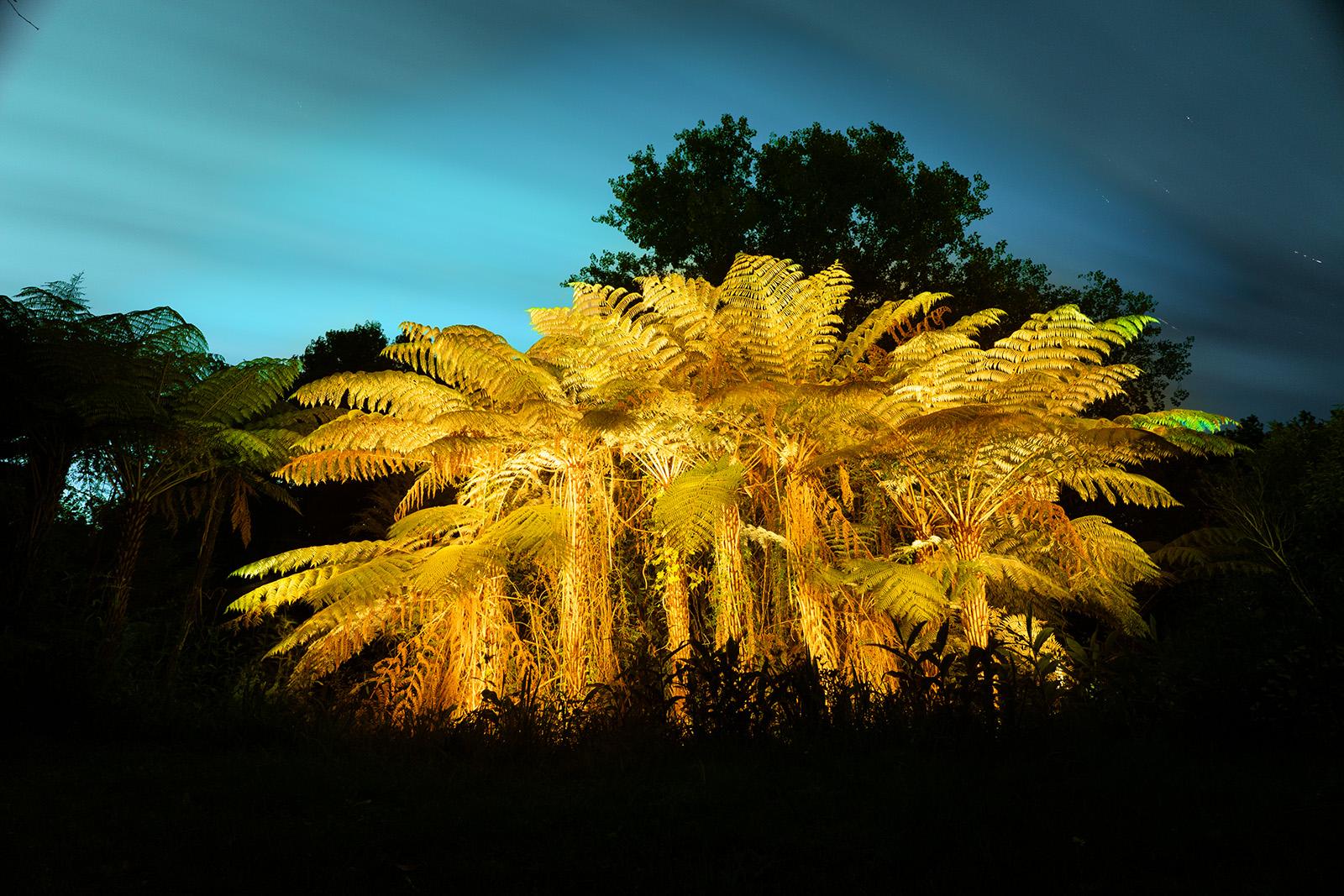 A group of Pungas in Oratia